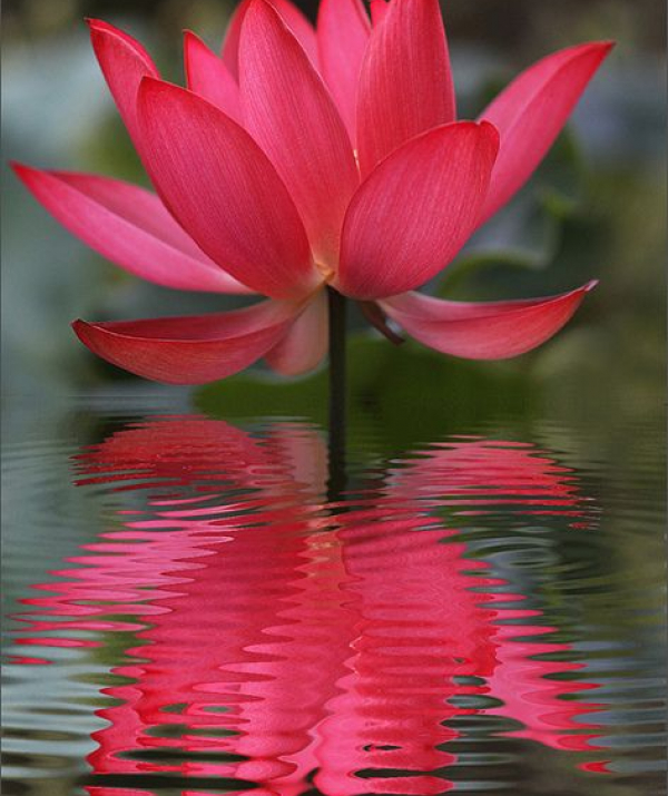 Văn học Phật giáo - Người cư sĩ xin nhìn lại