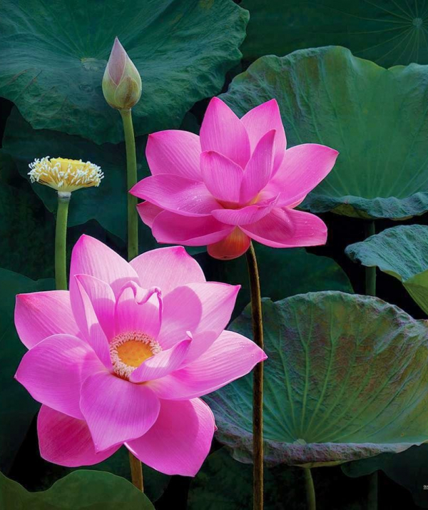 Văn học Phật giáo - Tam độc tham, sân, si