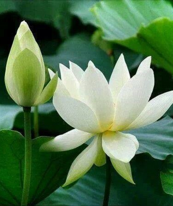 Văn học Phật giáo - Diệu âm