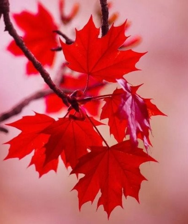 Văn học Phật giáo - CHÀO THÁNG NĂM