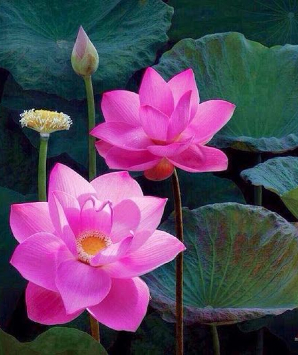 Văn học Phật giáo - PHỤNG ĐẠO ĐỘ ĐỜI