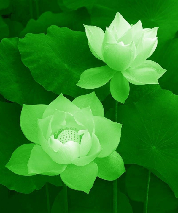 Văn học Phật giáo - Những căn bệnh ở thế gian