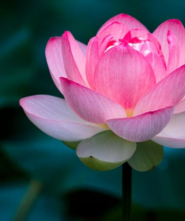 Văn học Phật giáo - THANH TỊNH VÔ ÚY TĂNG