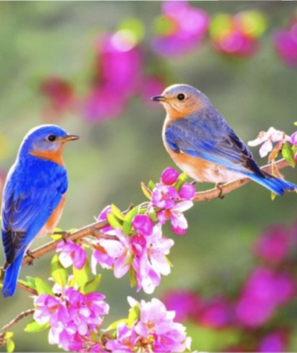 Văn học Phật giáo - VỌNG XUÂN