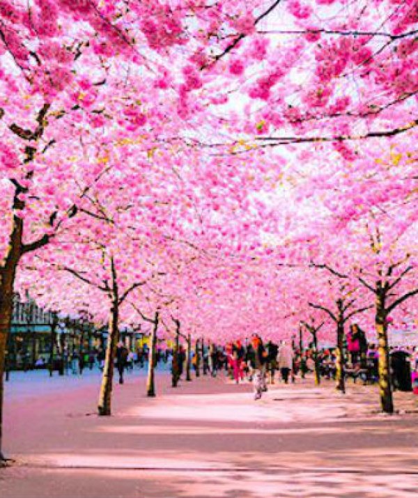 Văn học Phật giáo - NGÀY XUÂN VỚI THIỆN PHÁP VÀ ÁC PHÁP