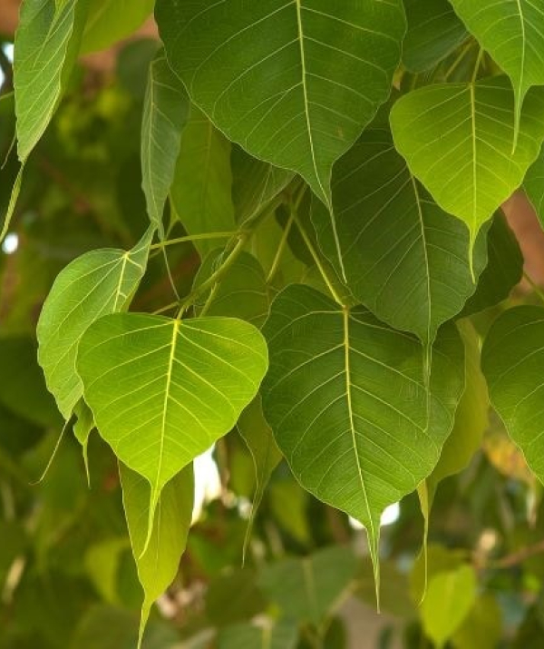 Văn học Phật giáo - HUYỀN THOẠI HOA SEN LỬA