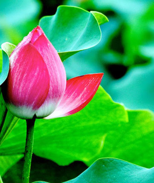 Văn học Phật giáo - CÒN CHÚT CHI SAU LỄ