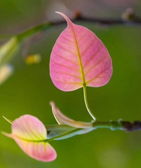 Văn học Phật giáo - NGÀY THÀNH CÔNG