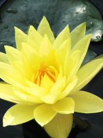 Lá thư hằng tuần và Chia sẻ Phật pháp bài số 18 - năm 2024