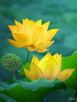 Lá thư hằng tuần và Chia sẻ Phật pháp bài số 19 - năm 2024