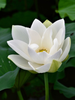 Người cư sĩ và năm giới