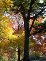 Minh Trị Thiên Hoàng và những yếu tố thành công trong cuộc canh tân Nhật bản