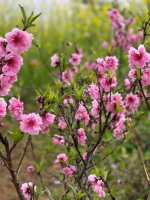 THÁNG CHẠP CỐ QUẬN VÀO XUÂN