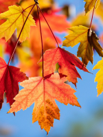 THÁNG MƯỜI MỘT VỀ ĐÂY NGHE EM