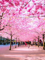 NGÀY XUÂN VỚI THIỆN PHÁP VÀ ÁC PHÁP