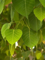 HUYỀN THOẠI HOA SEN LỬA