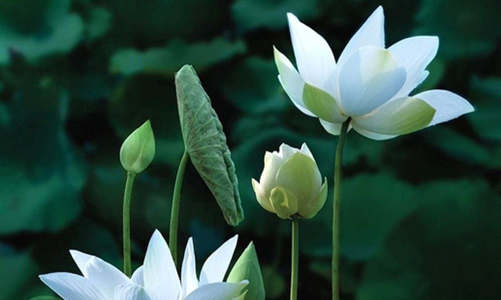 NGUYỆN CẦU PHẬT LỰC TỪ BI