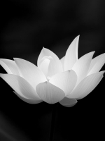 MẪU TỬ TÌNH THÂM