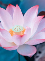 CHÚT TÂM TÌNH TRƯỚC LỄ VU LAN
